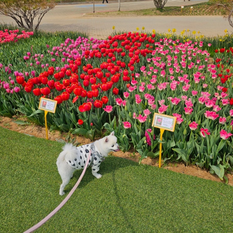  태안세계튤립박람회 꽃지해수욕장 안면암 주꾸미 샤브샤브 애견동반여행