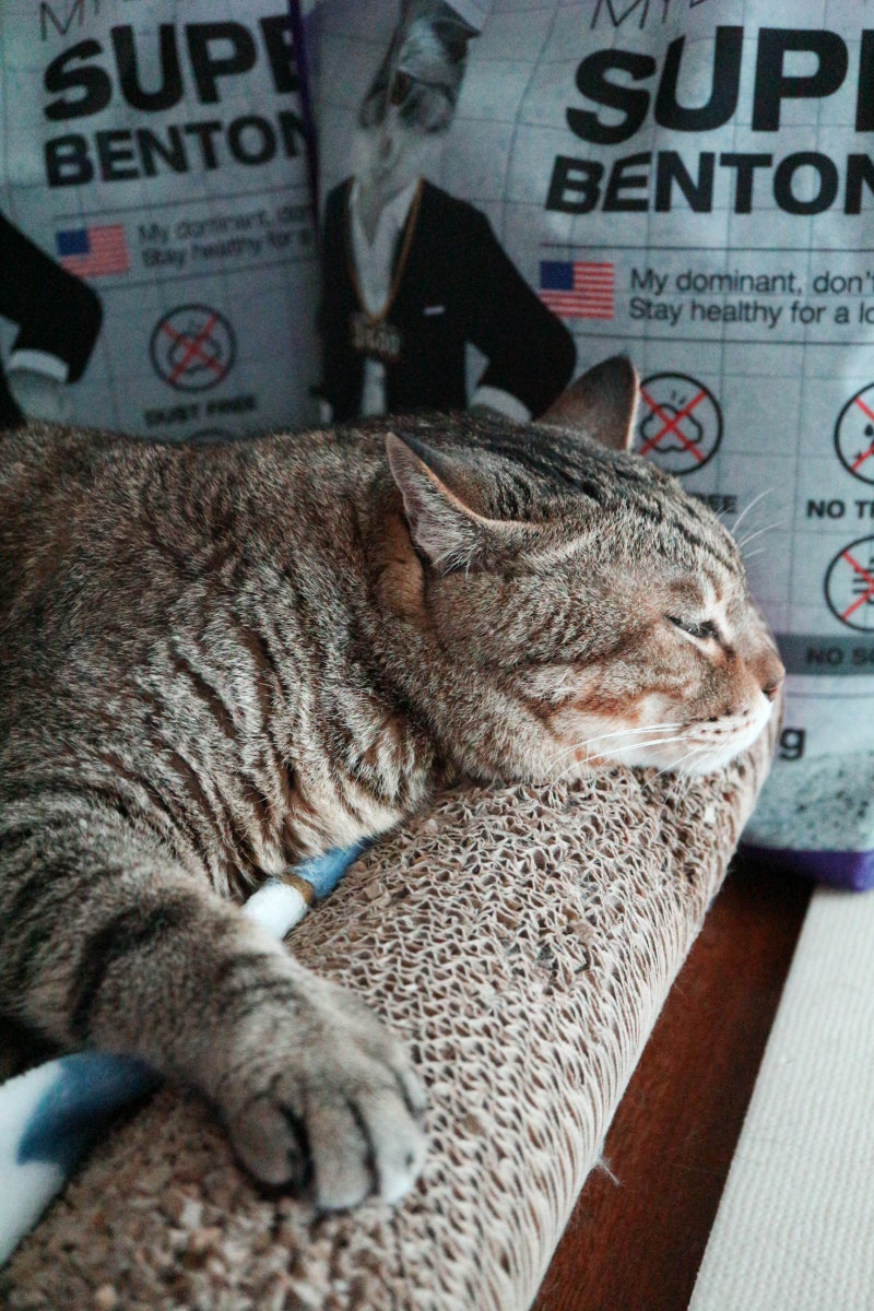 고양이 키울 때 공부를 좀 하세요... 10년 넘게 키우셨다니 더 충격적이네요...주기적으로 병원에 내원했다면 이동장이 집에  있었을텐데, 이동장이 없어서 쿠팡에서 샀다니 더 더 충격적이구요... 발톱을 1-2주 간격으로 자르는 행위를 하지 않으려면 집안 곳곳, image size:800x1200