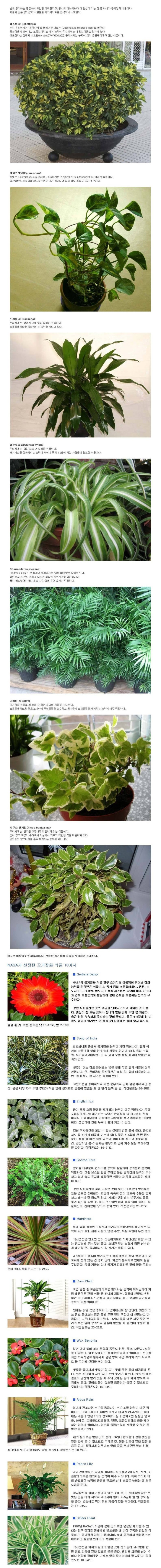  공기 정화 식물