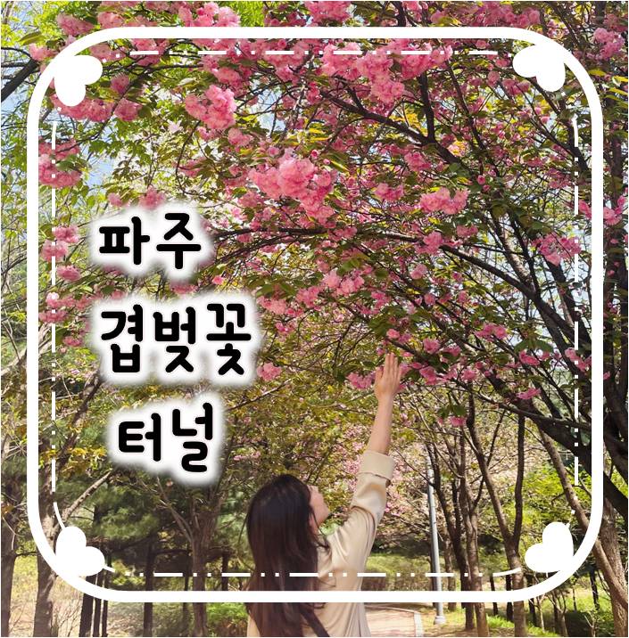 경기도 파주 겹벚꽃명소/ 파주 겹벚꽃터널 경기도 파주 겹벚꽃명소/ 파주 겹벚꽃터널