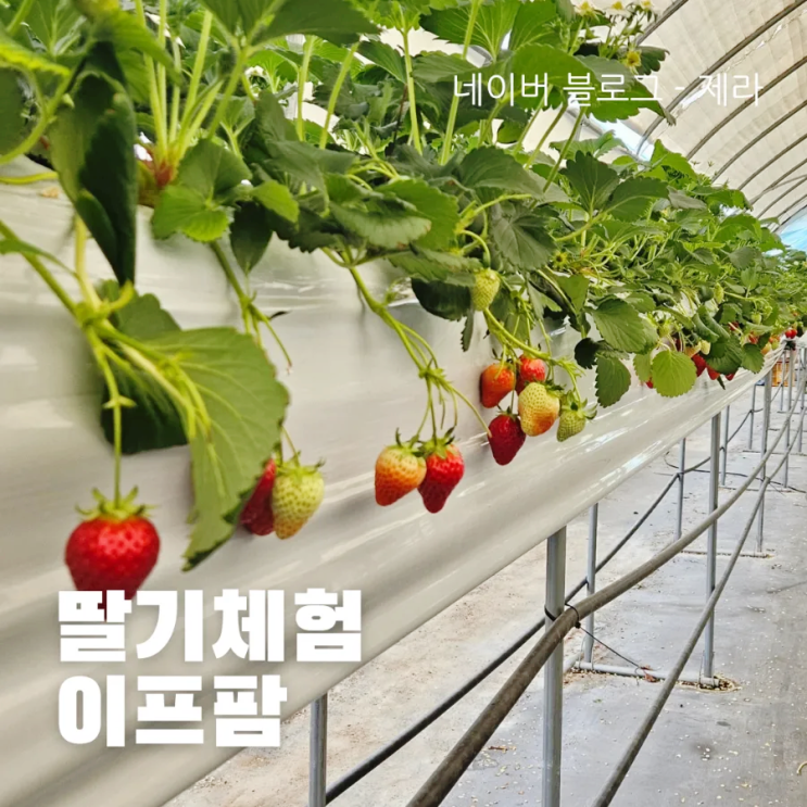  [음성 딸기체험] 이프팜 - 충북혁신도시 딸기농장체험