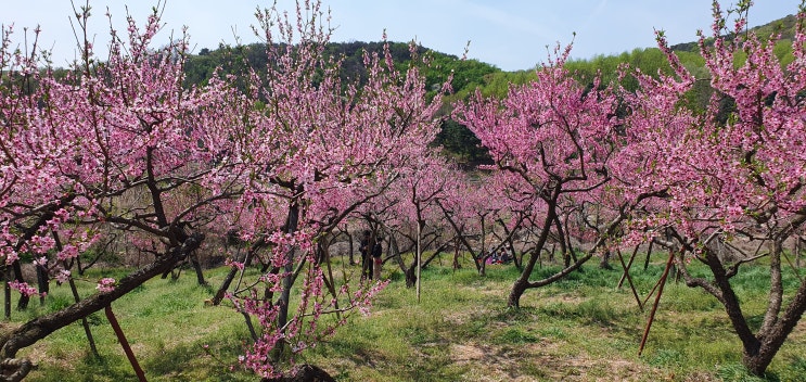 춘덕산 복숭아꽃 동산 - 경기도 부천 주말여행으로 꽃구경 가볼만한 곳 춘덕산 복숭아꽃 동산 - 경기도 부천 주말여행으로 꽃구경 가볼만한 곳