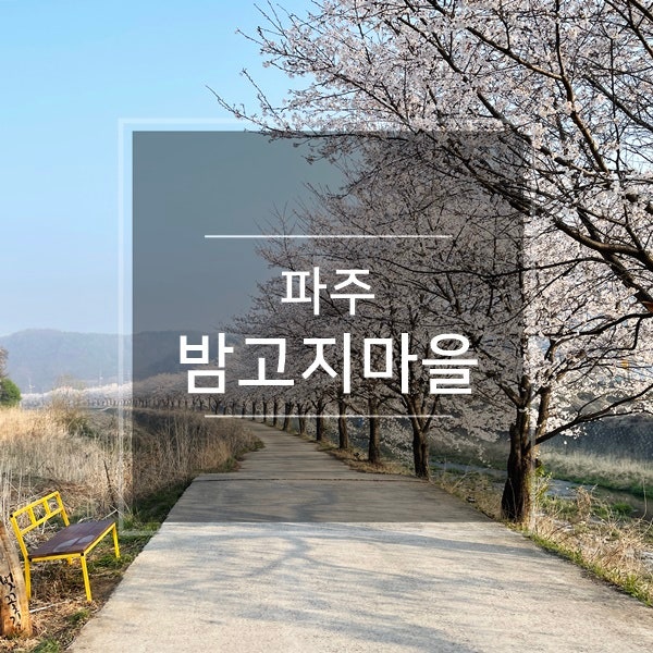  파주 여행코스 두포리 밤고지마을 벚꽃축제 명소 볼거리 경기도 벚꽃 늦게 피는 곳 나들이 4월 아이랑 봄 꽃구경 가볼만한곳