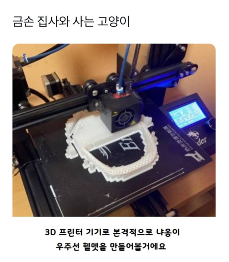  금손 집사와 사는 고양이
