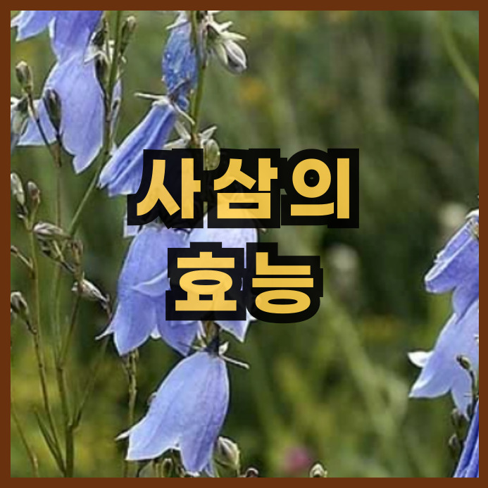  잔대(사삼)의 효능과 주의점. 더덕과 차이점