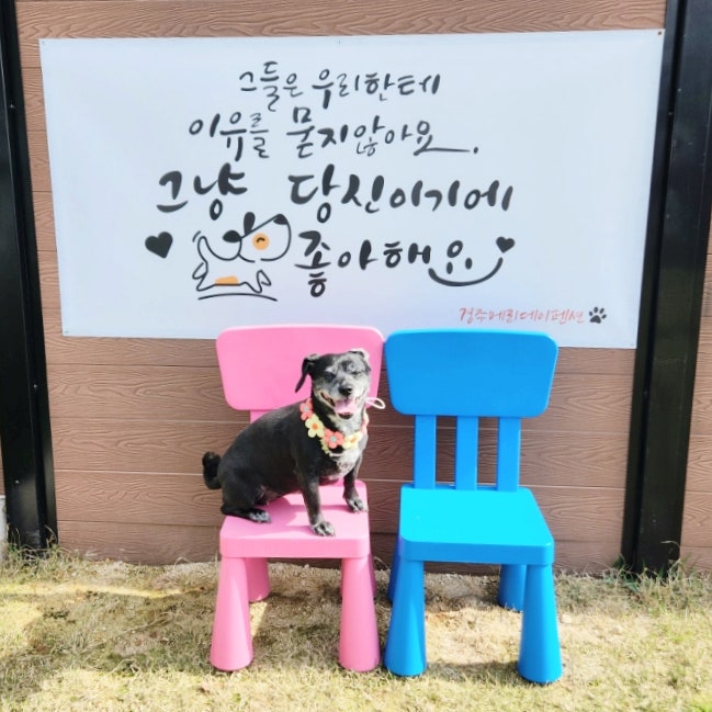 경주 애견동반펜션 강아지 수영장 있는 메리데이 애견펜션 경주 애견동반펜션 강아지 수영장 있는 메리데이 애견펜션