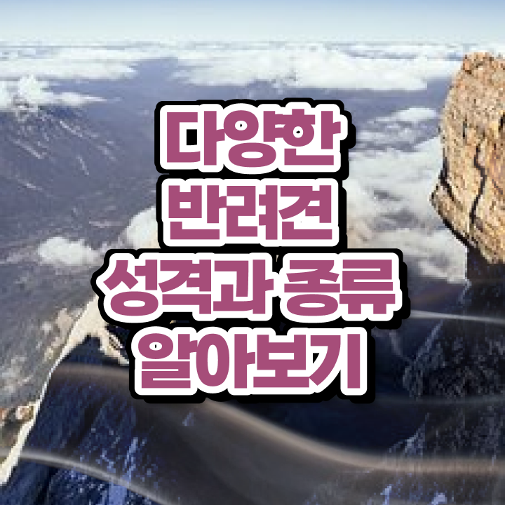  제주 반려동물 장례 , 반려동물관리사 자격증 일자리, 전망 필수 정보