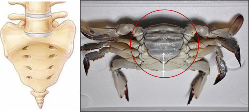 허리 요추 엑스레이 판독 보는 법 (how to read Lumbar X-ray) (1) 전후방 사진 (AP view ...