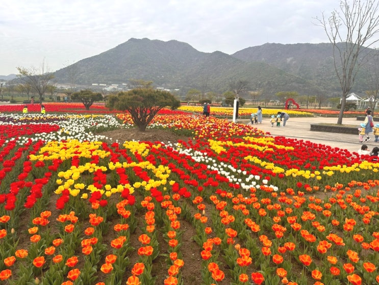  양산 가볼만한곳 황산공원 튤립 위치 주차장 부산근교 나들이