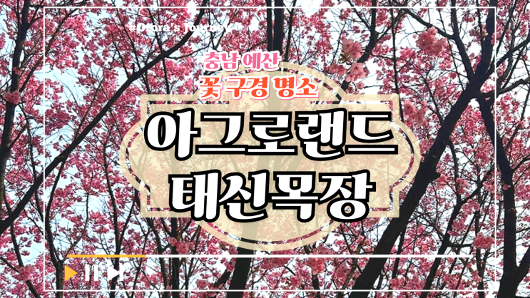  꽃구경 명소 여유롭게 다양한 꽃을 감상할 수 있는 충남 예산 아그로랜드 태신목장