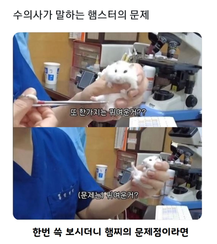  수의사가 말하는 햄스터의 문제