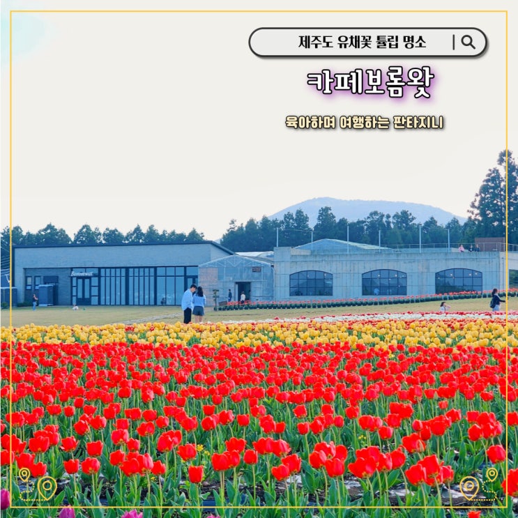 제주 카페보롬왓 4월 유채꽃 튤립 명소 (입장료, 주차)