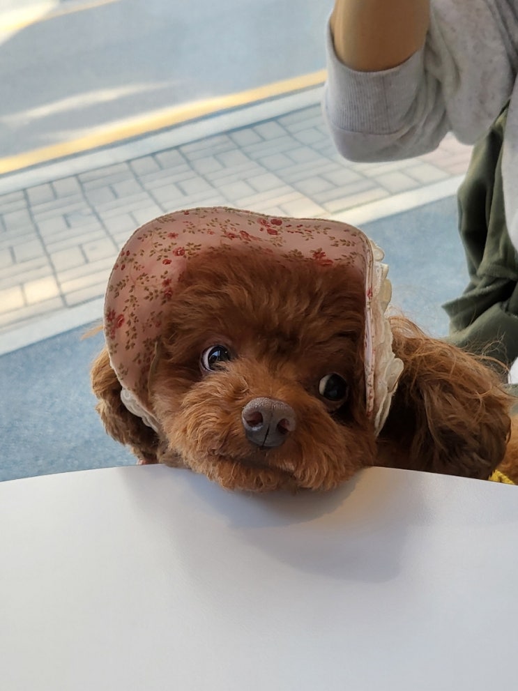  [이너프커피바] 경기 광주 경안동 반려동물 동반 가능 카페