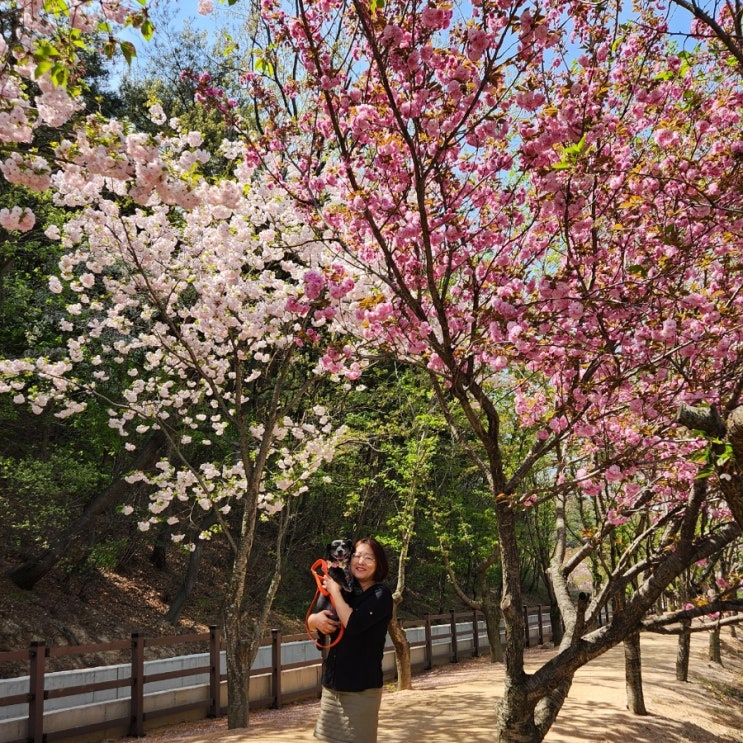 경주  겹벚꽃 명소 명활성 선덕여왕릉길  개화시기 강아지여행 코스