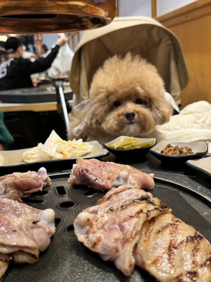  [둔산동][애견동반식당] 팔각도 대전시청점