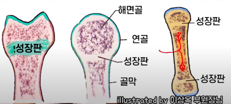  키 성장에 중요한 뼈의 구조, 성장판이 닫히는 시기