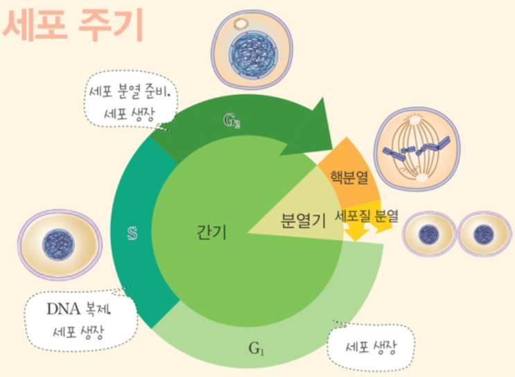  생명과학 1 - 세포 분열과 유전 정보의 전달