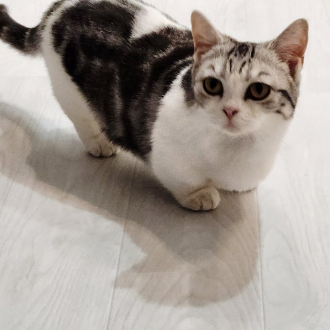 먼치킨 고양이 나폴레옹 킬트 성격 유전병 성묘 특징 먼치킨 고양이 나폴레옹 킬트 성격 유전병 성묘 특징