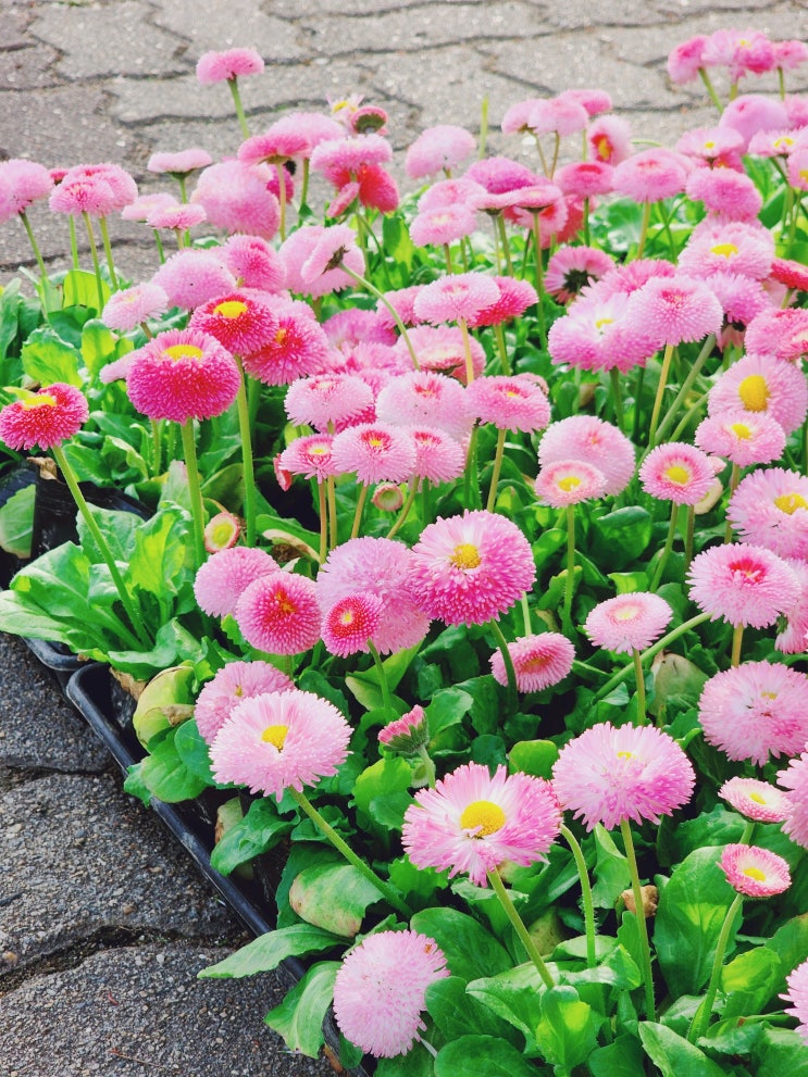 일산 호수공원 자전거 산책하며 만난 봄꽃 일산 호수공원 자전거 산책하며 만난 봄꽃