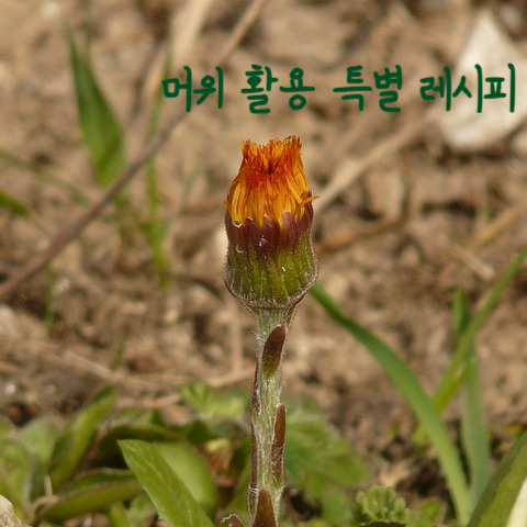  머위 활용 특별 요리 레시피