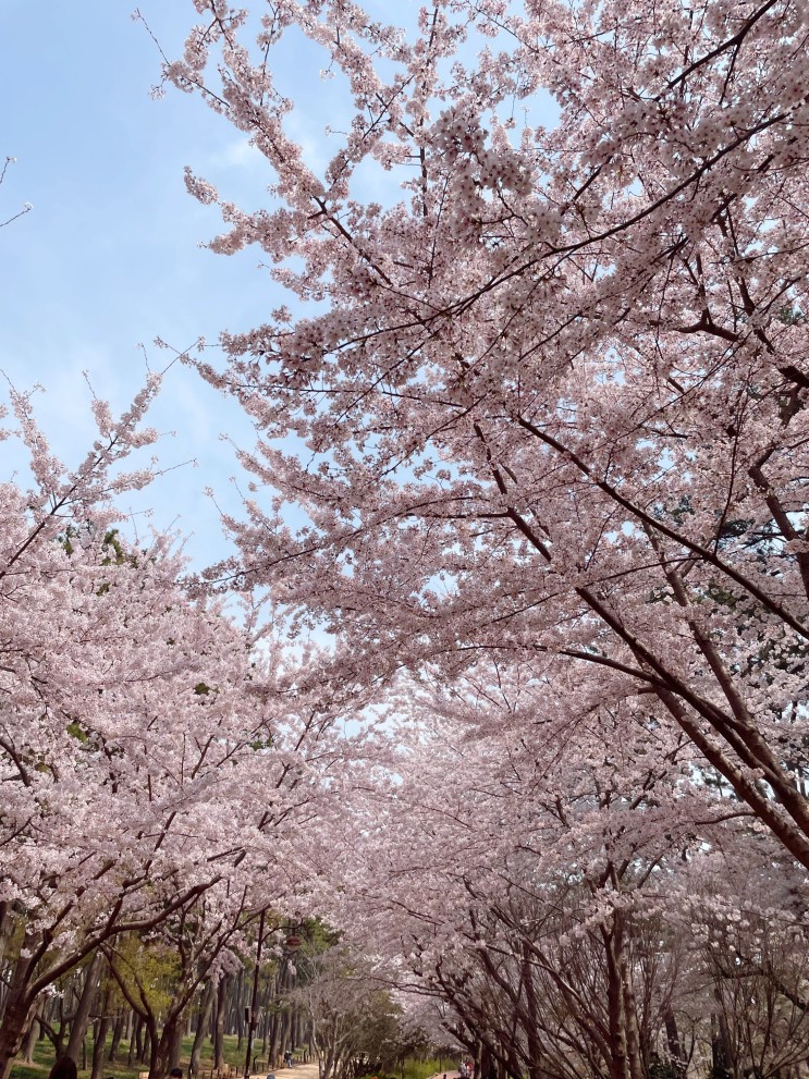 울산 바다바라보며 출렁다리 걷고 벚꽃보는 대왕암공원