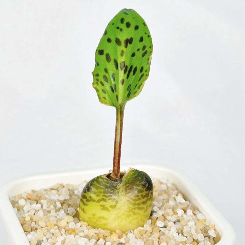 드리미옵시스 마큘라타 Drimiopsis Maculata