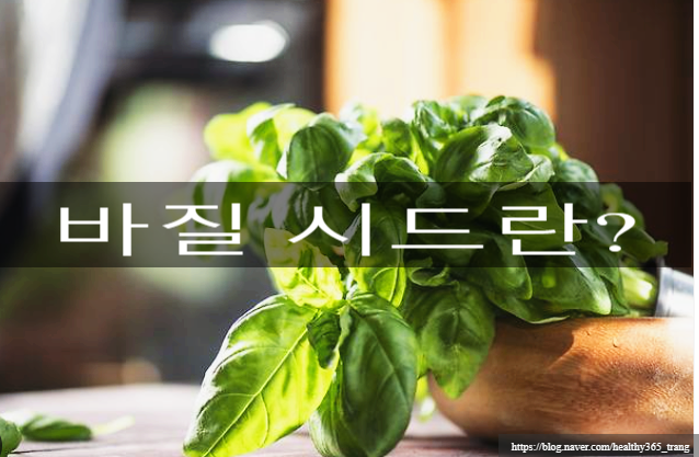 포만감에 좋은 바질 시드와 그 효능 알아보기