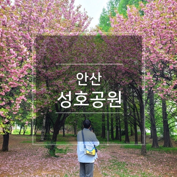 경기도 안산 겹벚꽃 명소 놀러 갈만한곳 성호공원(성호박물관) & 안산식물원 국내 봄 여행지 추천 드라이브코스