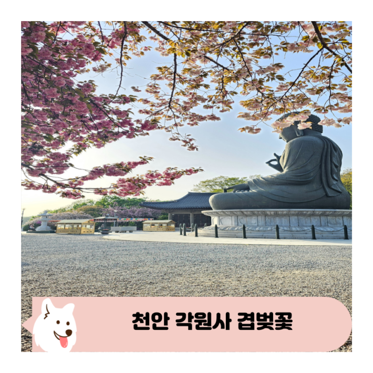  천안 겹벚꽃 명소 각원사 실시간 만개 소식