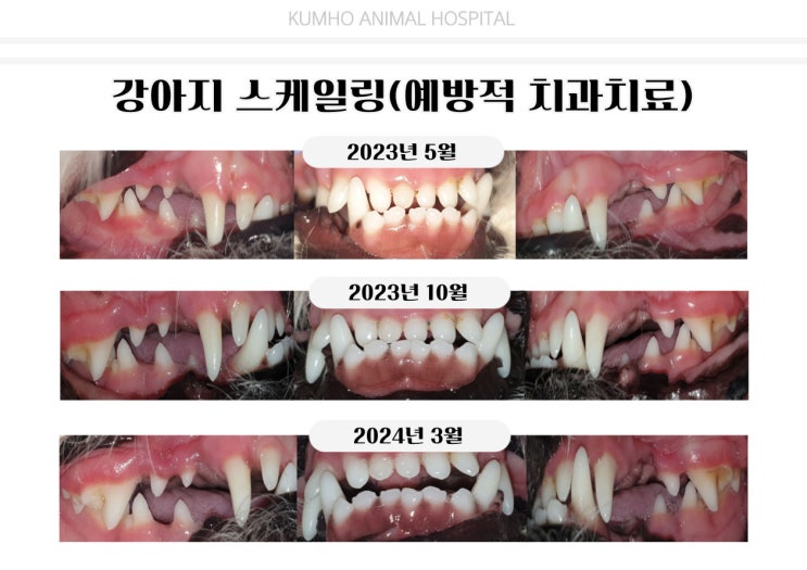  광주 강아지 치과 - 3살 강아지의 스케일링을 통한 예방적 치과치료 case [광주 치과 동물병원, 금호동 동물병원, 강아지 스케일링]