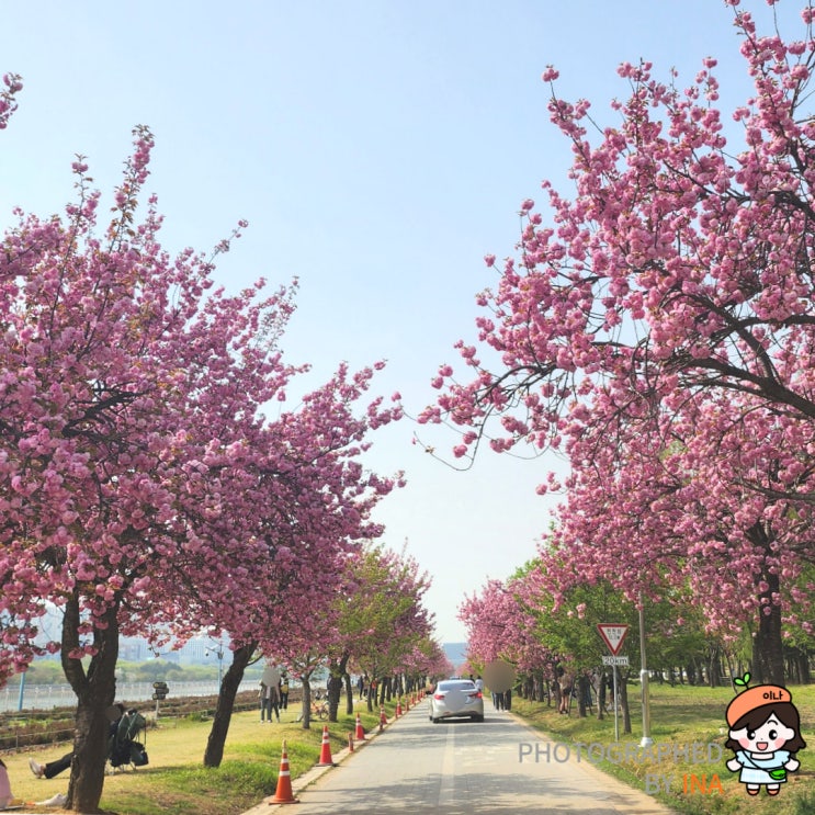  경기도 겹벚꽃명소 하남 미사경정공원 겹벚꽃 피크닉 드라이브 후기