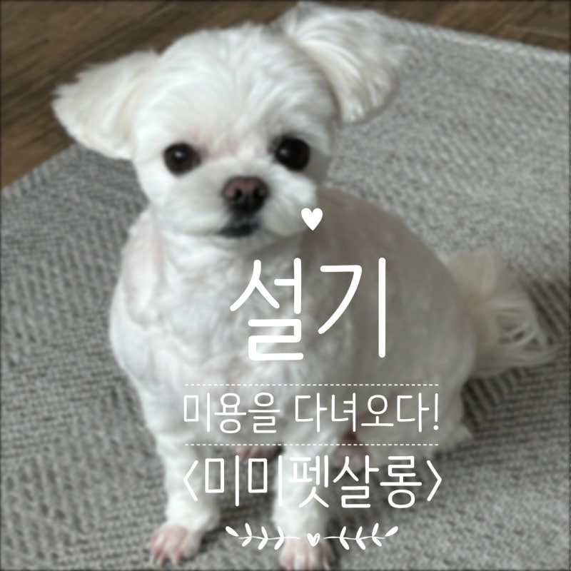 미미펫살롱