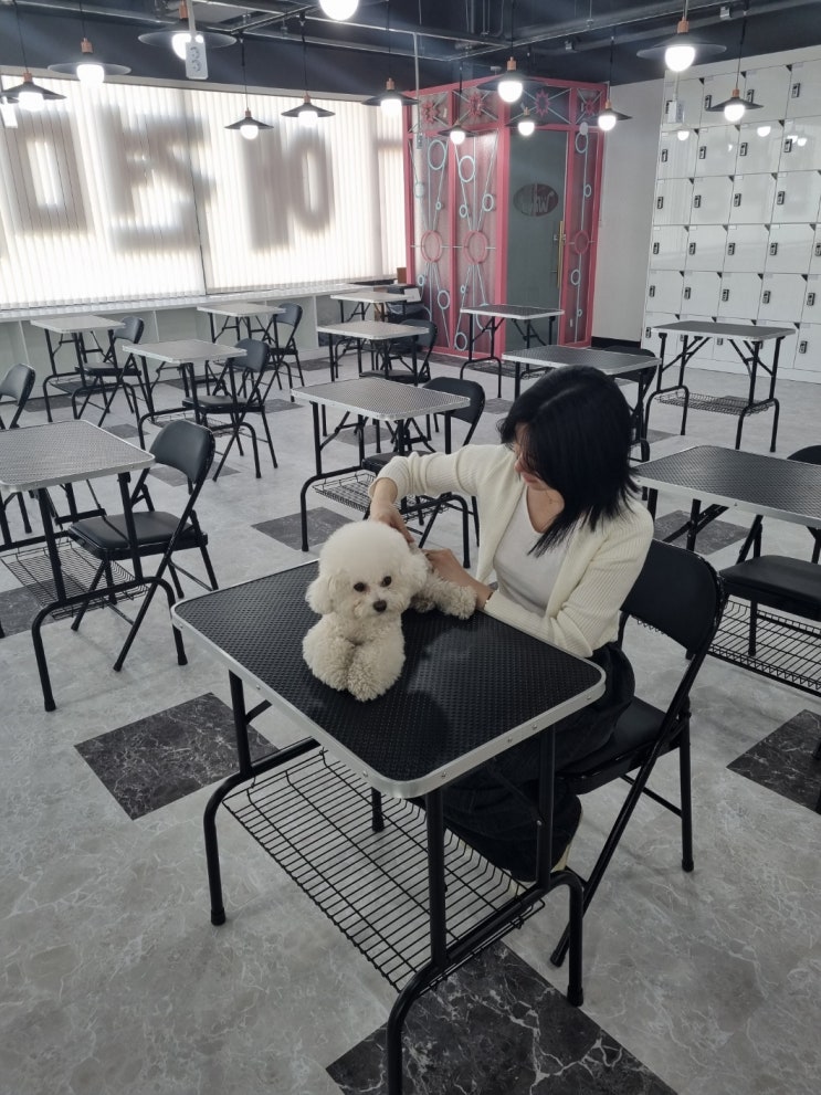  일산 행신 애견미용학원 이바우펫 장학지원으로 수강비용 절감!