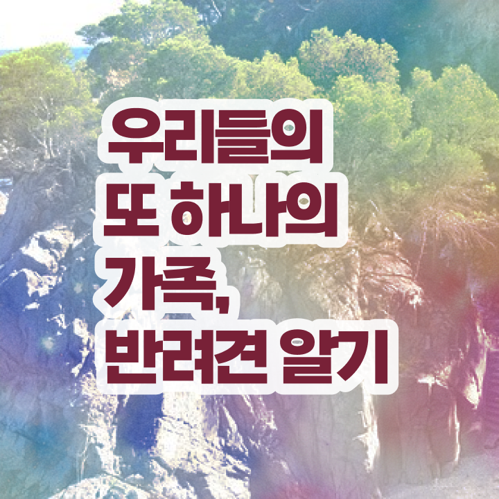  반려동물 등록 의무 , 반려동물관리사 자격증 동영상으로 준비한 방법 , 구인구직 채용 관련