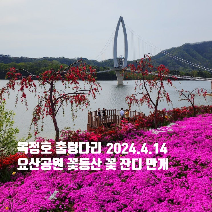  〔전북임실〕임실 옥정호 요산공원 유채와 꽃잔디-옥정호 붕어섬 출렁다리 주차장 정보-셔틀버스 정보-붕어섬 출렁다리 입장료/운영시간