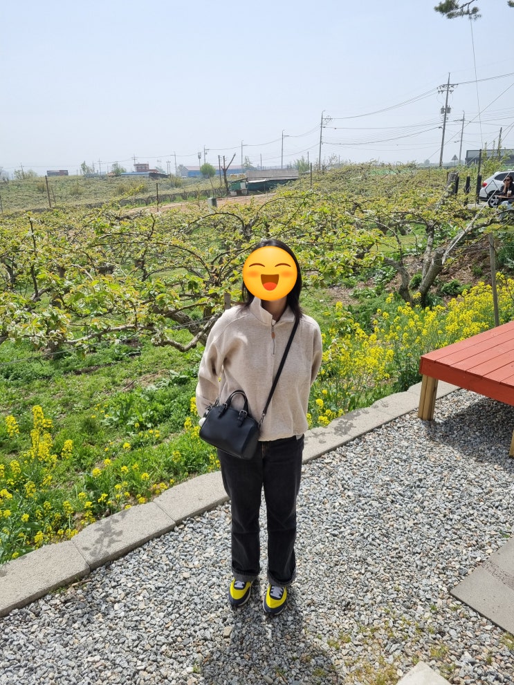  천안 서울 근교 당일치기-2 배나무 밭, 동민목장 카페 (눈물의 여왕 촬영지) 배꽃 개화 상황