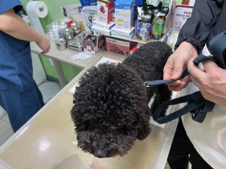  강아지 고양이 볼드모트 사료 동물 병원 다녀온 후기