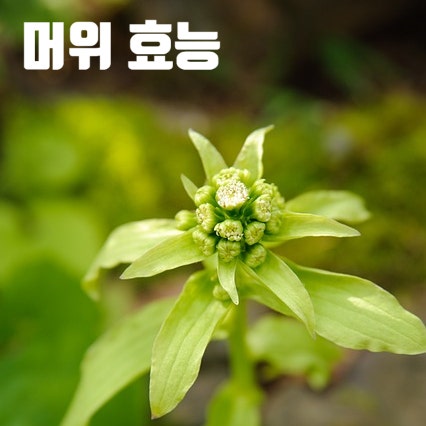  머위의 건강 효능과 다양한 활용 요리법