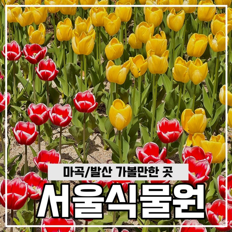 서울 마곡 가볼맛한 곳: " 서울식물원 " 튤립 개화상태 알려드려요 (튤립장소, 피크닉장소,배....