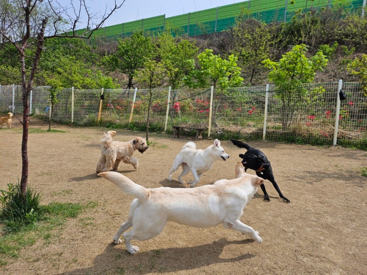  슬개골수술 없이 슬개골탈구 예방하기 :) 까발레티