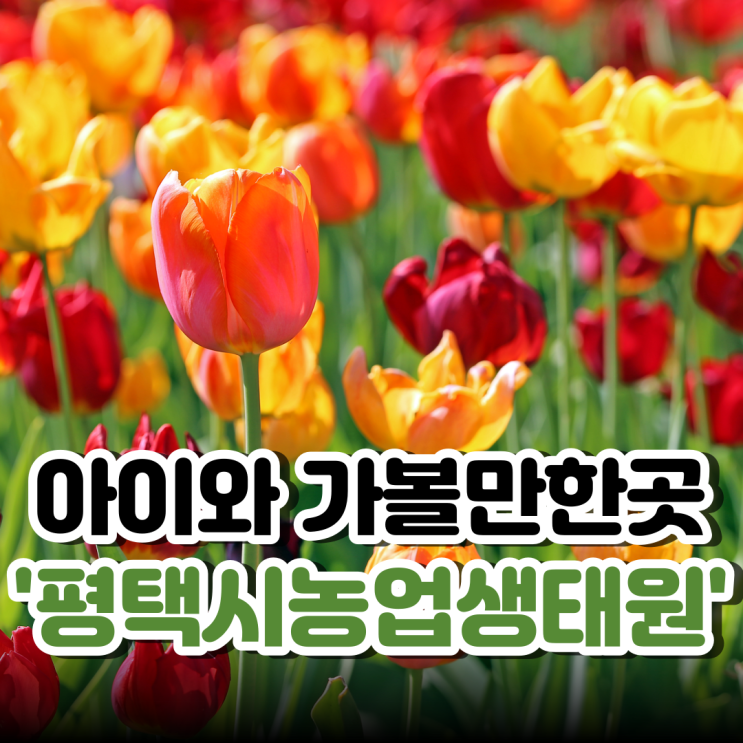 경기도 아이와 가볼만한곳! 평택시농업생태원 튤립 구경하러 가요!