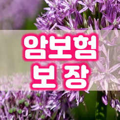 암보험 보장 안: 암보험 중복보장 여부 및 보장 기간과 보장 개시일, 가격 비교 등