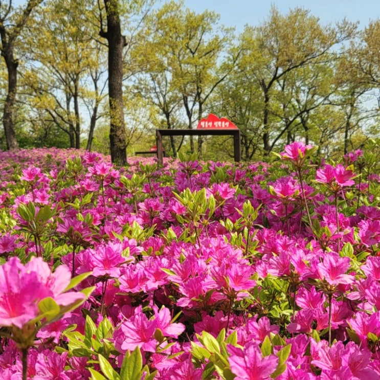 파주 월롱산 철쭉 축제 개화상황 | 철쭉제 장소, 주차, 셔틀