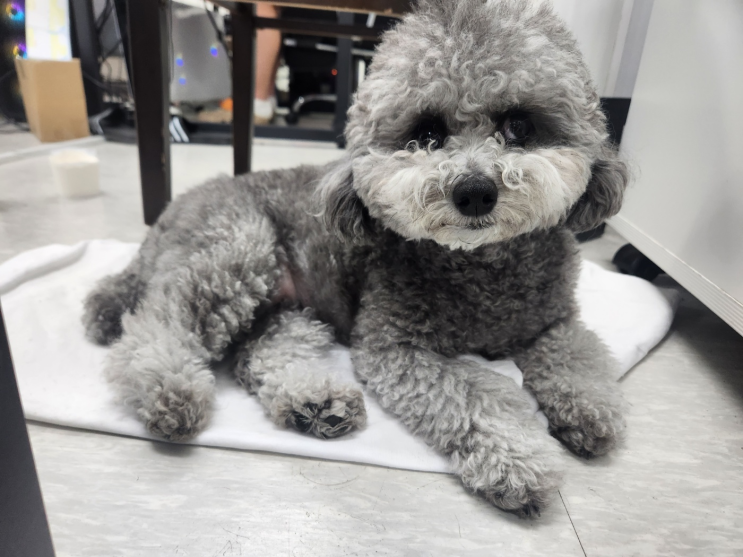  강아지 참외 과일 급여할 때 반드시 알아야 할 주의사항 :)