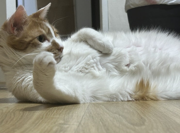  고양이 귀에물참/귀부품/이개혈종 치료 여정기