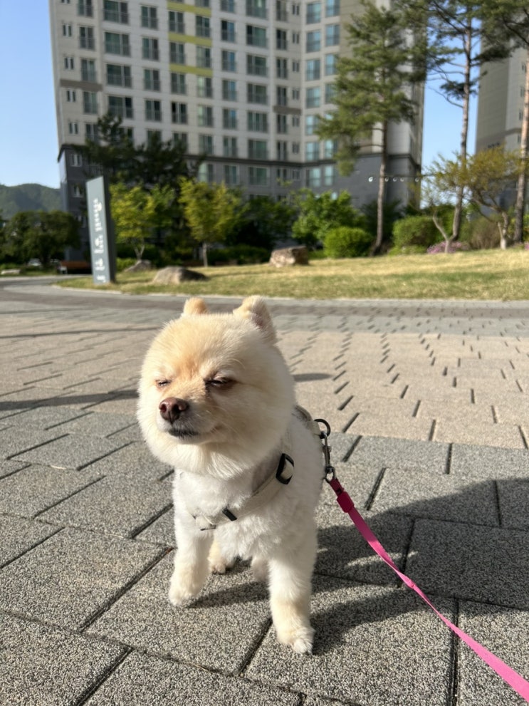  이제 강아지 두마리 산책시키기 너무 덥네요ㅜㅠ