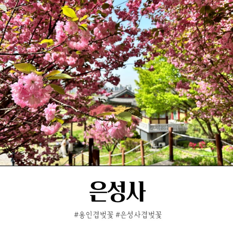  용인 겹벚꽃 요즘 핫한 은성사 석성산 등산로
