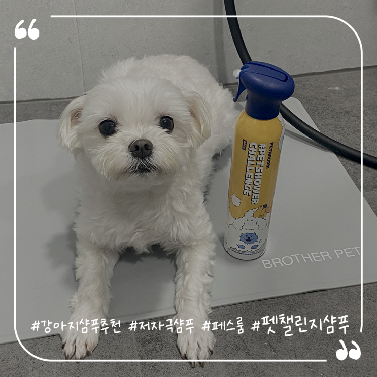  강아지천연샴푸추천 페스룸 펫샤워챌린지샴푸