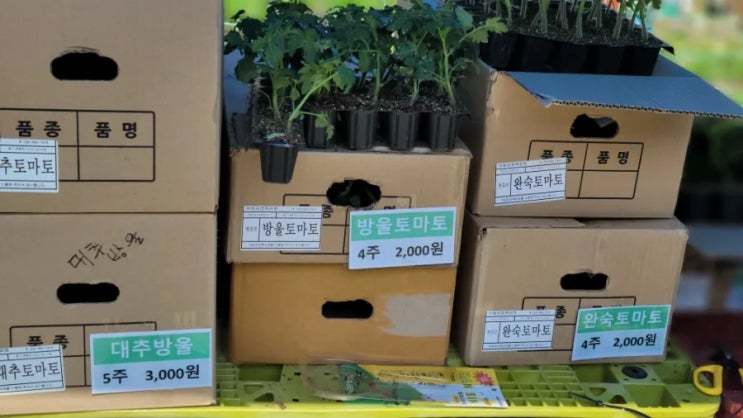  4월에 심는 작물, 채소모종심는시기, 농협모종가격-고추심기, 오이, 토마토, 고수, 대파...