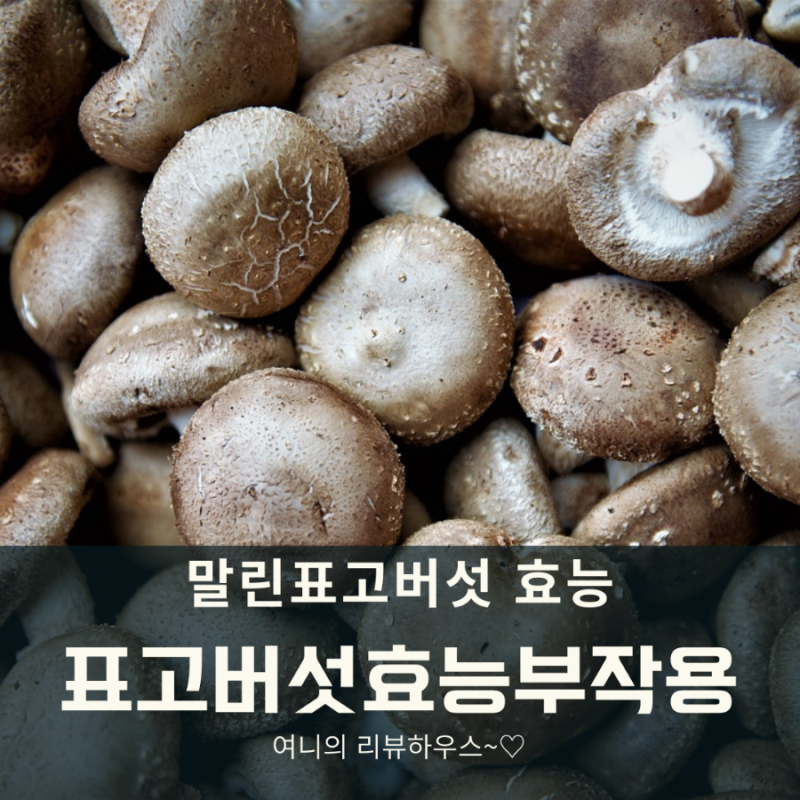 표고버섯의 효능 부작용 말린표고버섯효능